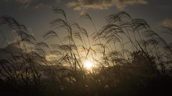 Silver Grass Autumn