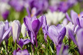 very beautiful Crocus Flower