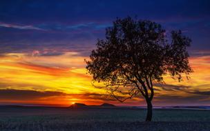 wonderful Dawn Family