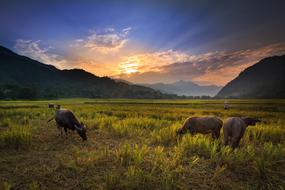Buffalo Field Nice