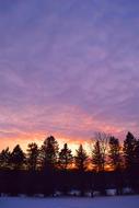 extraordinarily beautiful Trees Light