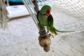 absolutely beautiful Parrot