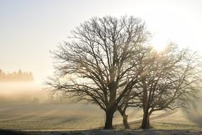 trees in the clearing in the morning haze
