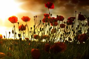 wonderful Poppy Field Sunset