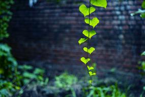 Green leaves wall