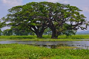 incredibly beautiful Nature Tree