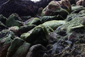 ravishing Stone Moss Natural