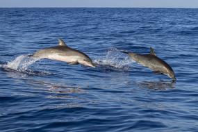 extraordinarily beautiful Animal Dolphin
