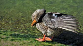 wonderful Duck Wing Plumage