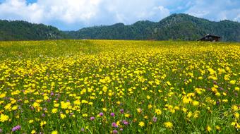 hut on a yellow dandelion field