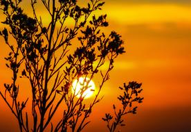 bright sun in silhouettes at orange twilight