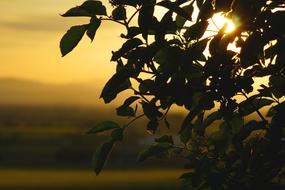 ravishing Leaf Sunset