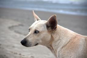 dog on the beach on a blurred background