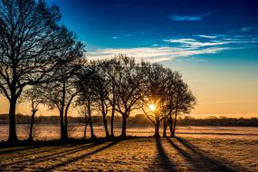 extraordinarily beautiful Tree Dawn