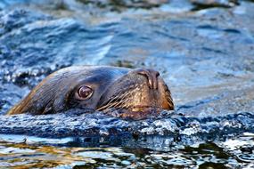 Sea Lion Robbe