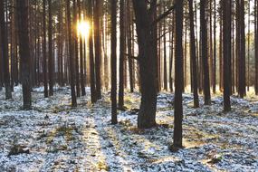 absolutely beautiful Wood Forest Sunset