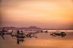 a flock of seagulls flies over the lake on a background of pink sunset