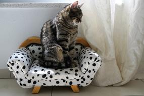 cat on a small spotted sofa