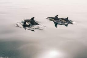 magnificent Dolphins Water
