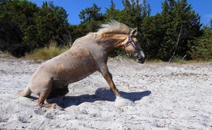 Horse Sitting sand