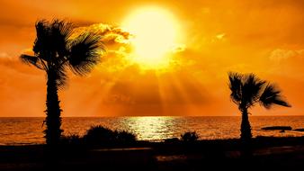 Sunset Silhouette palm tree