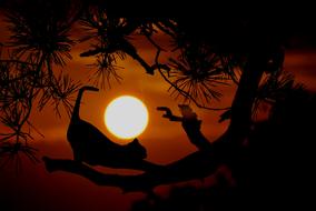 cat tree stretching dusk