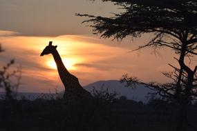 wonderful Sunset africa