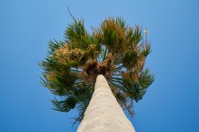 incredibly beautiful Palm Tree High
