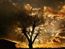 Sun Lake tree