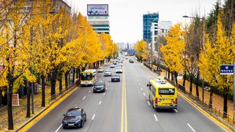 Autumn Yellow trees along street ,road and cars