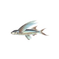 fish animal exotic