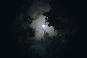 view through the dark trees to the moon in the clouds