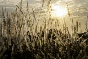 wonderful Seed Sunset