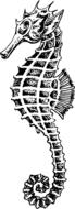 fish seahorse drawing