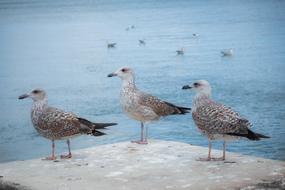 sea Gulls Bird Three