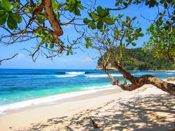 Beautiful view of the sandy beach with turquoise water, through the green plants