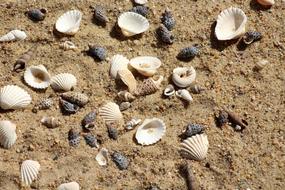 Shells Sand