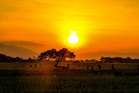 very beautiful Sunset Summer Tree