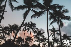 wonderful Palm Trees Dusk