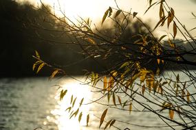 ravishing Leaves Branch