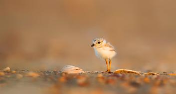 wonderful Bird Seashore