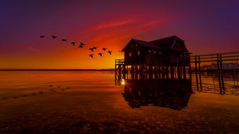 Nature Landscape sunset red birds