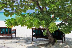 photo of benches on the beach in the Maldives