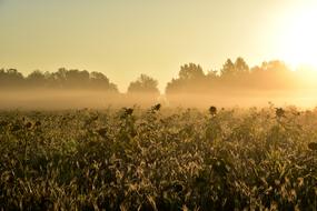 magnificent Sunrise Mood Fog