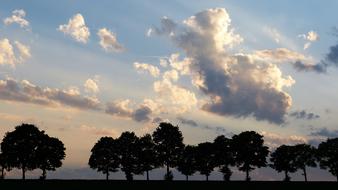 Trees Twilight mood