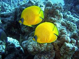 Diving Underwater Water yellow fish