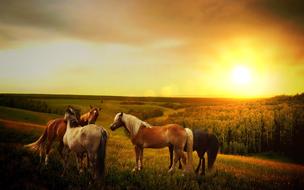 Horses Sunset