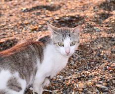 Cat stone Beach