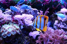Butterfly Fish Chelmon sea