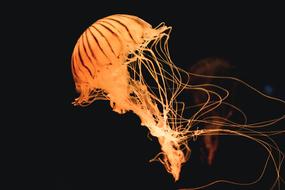 orange Jellyfish Ocean
